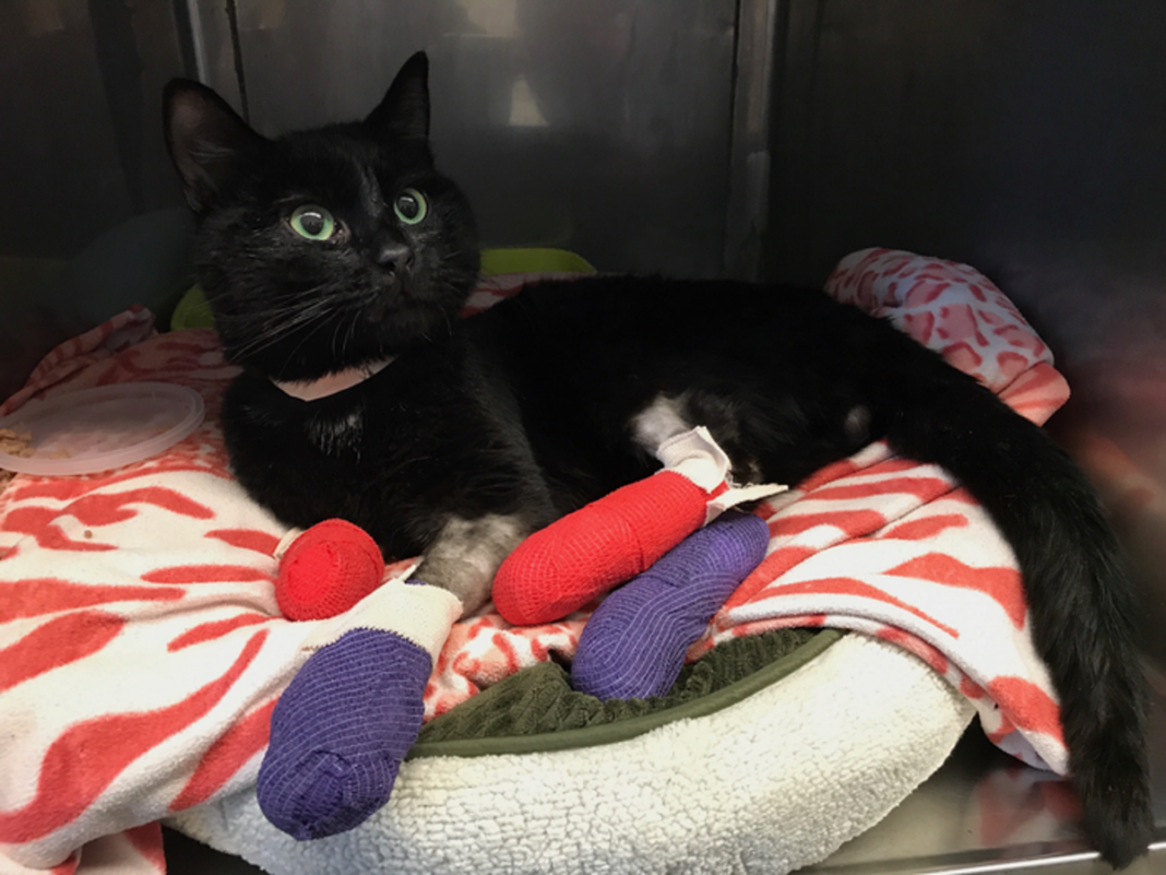 cats-rescued-from-wildfires-at-higher-risk-of-deadly-blood-clots,-scientists-warn