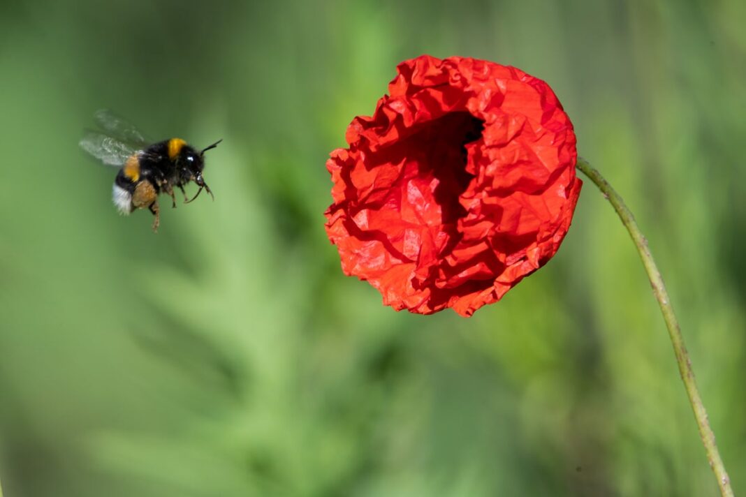 ‘insect-apocalypse’-may-cause-plants-to-battle-for-pollinators-and-‘destabilise’-co-existence