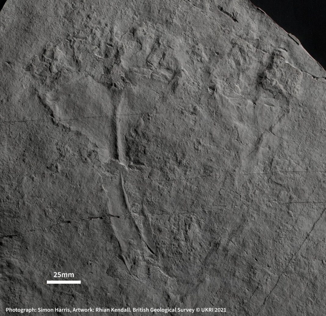 fossil-named-after-sir-david-attenborough-‘is-first-animal-predator’