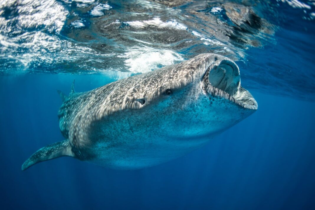 study-finds-whale-shark-eating-seagrass-in-first,-making-them-world’s-largest-omnivores