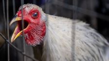 experts-fear-bird-flu-outbreak-could-turn-into-new-pandemic