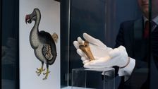 ambitious-plan-to-bring-back-extinct-dodo-bird-draws-critics,-investors