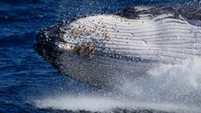 humpback-whales-wail-less-as-population-grows