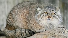 elusive-wildcat-found-to-be-living-on-mount-everest