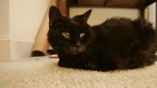 new-pill-treats-diabetic-cats-without-daily-insulin-shots