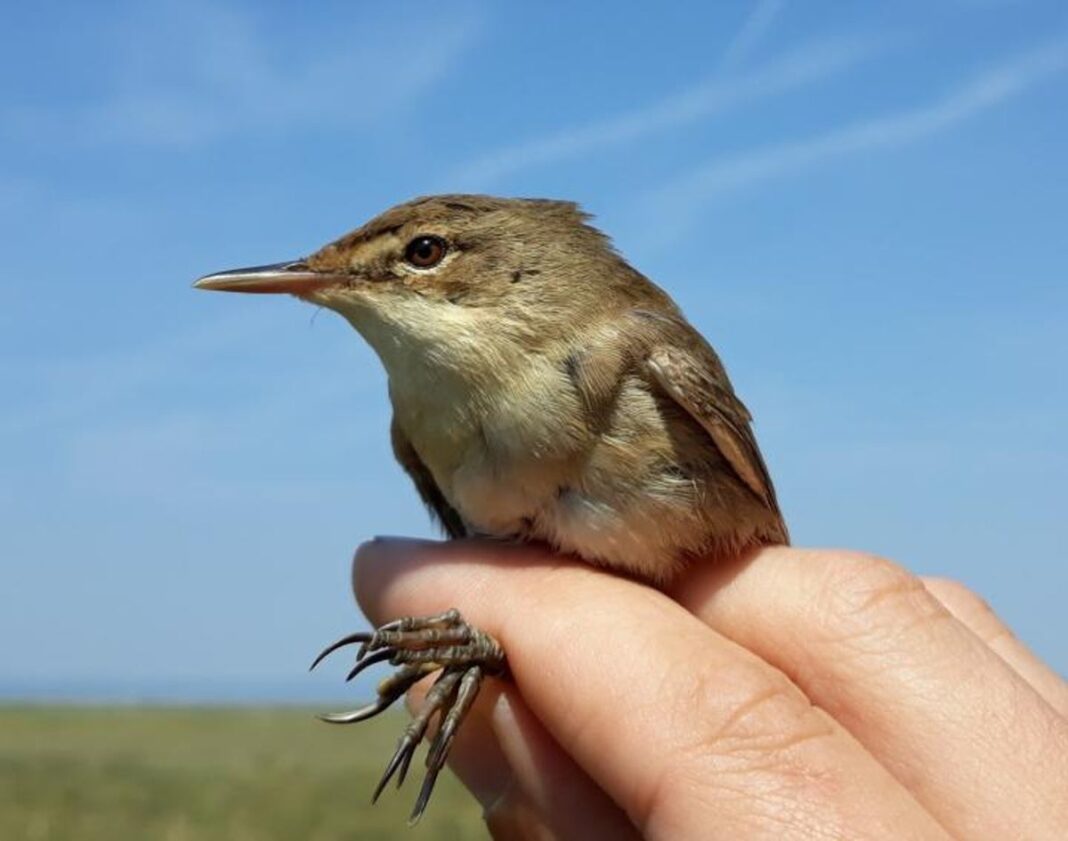 sixth-sense-more-prevalent-in-animals-than-previously-thought,-study-reveals