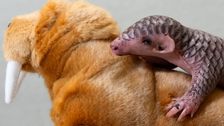 1st-baby-pangolin-in-europe-born-in-prague-zoo