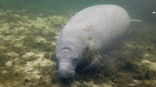 at-least-800-manatees-died-in-florida-last-year-as-starvation-concerns-continue