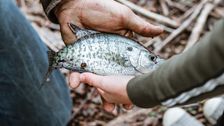 michigan-researchers-find-every-river-fish-they-test-contains-‘forever-chemicals’