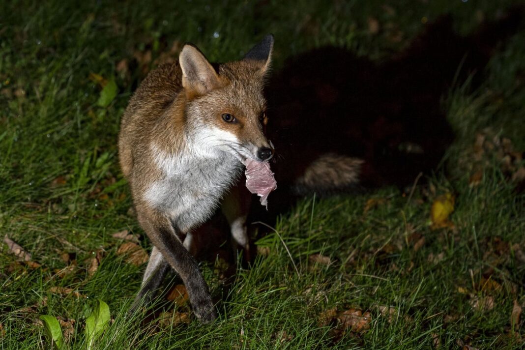 scrapping-over-scraps:-british-wildlife-clash-over-leftover-food