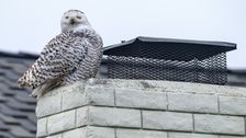 snowy-owl-normally-seen-in-arctic-found-‘vacationing’-in-southern-california