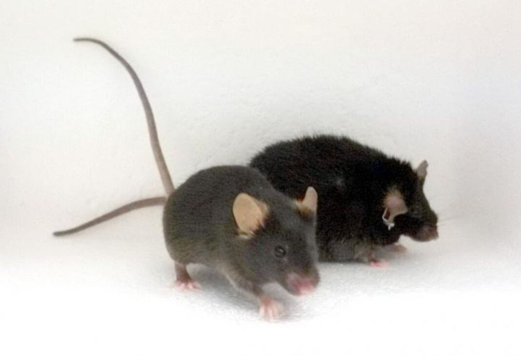 an-increased-heart-rate-induces-anxiety,-study-hints