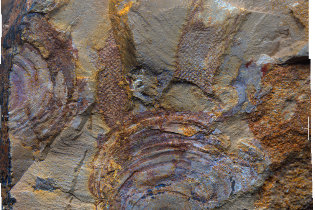 oldest-fossils-of-mysterious-animal-group-are-really-seaweeds,-study-suggests