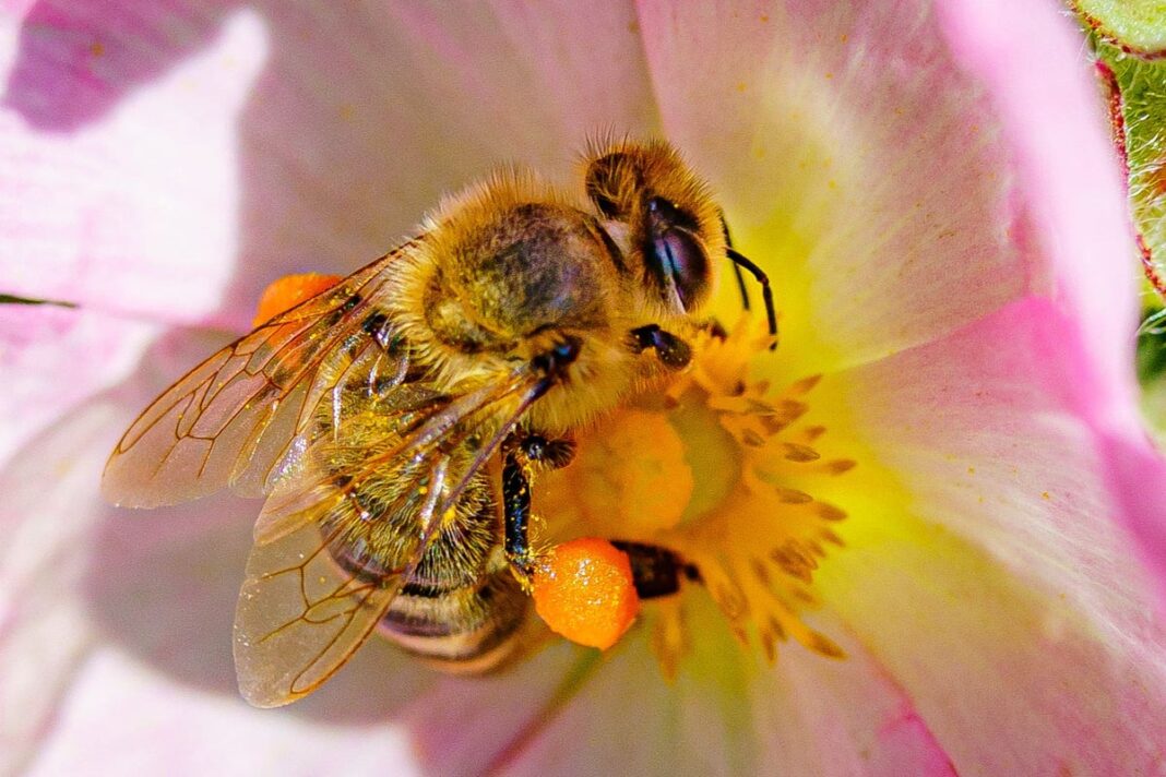 honey-bees-learn-from-each-other-to-perfect-‘waggle-dancing’-skills,-study-finds
