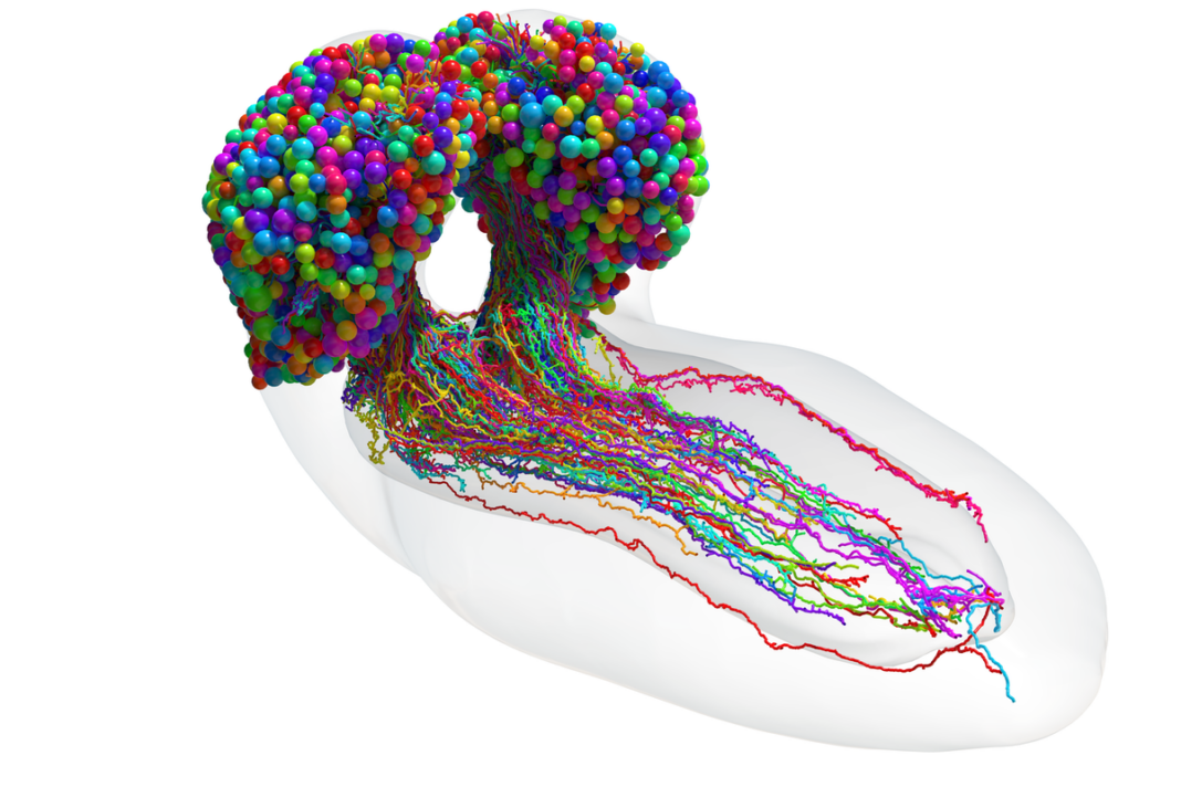 scientists-complete-first-map-of-an-insect-brain