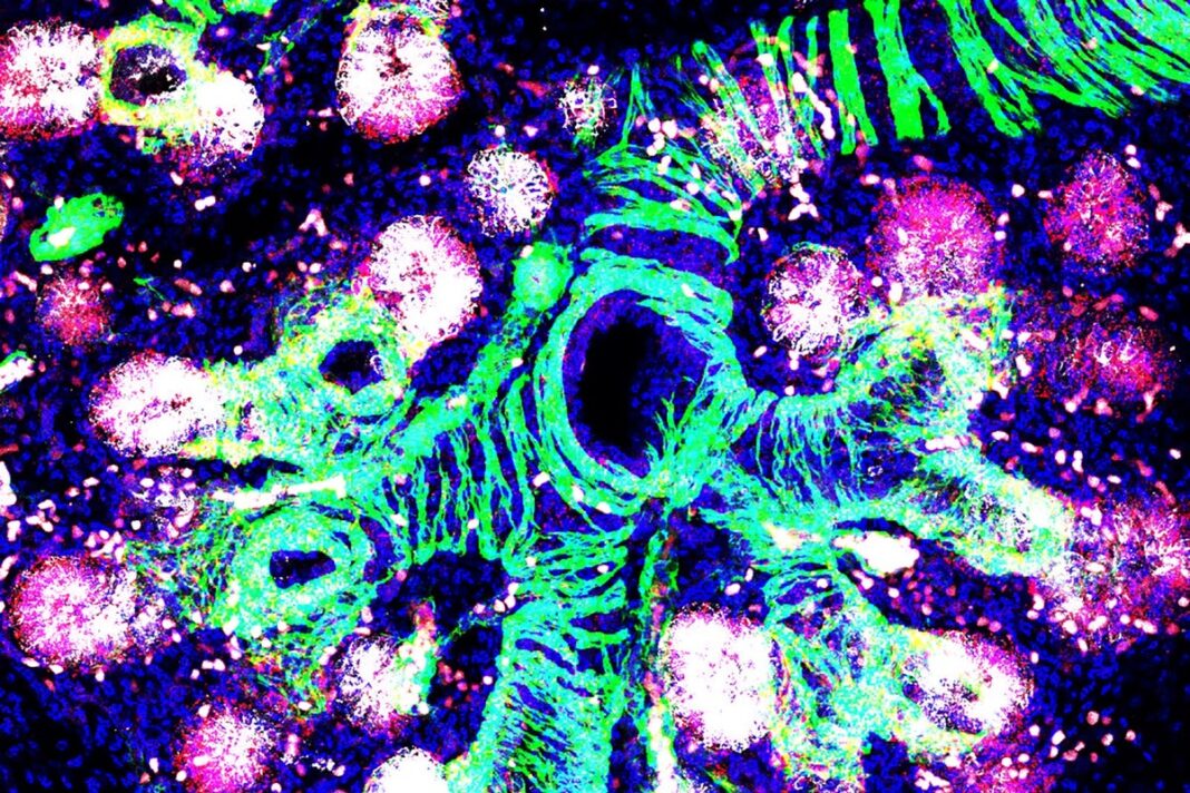 scientists-identify-more-than-500-genes-linked-to-lung-function