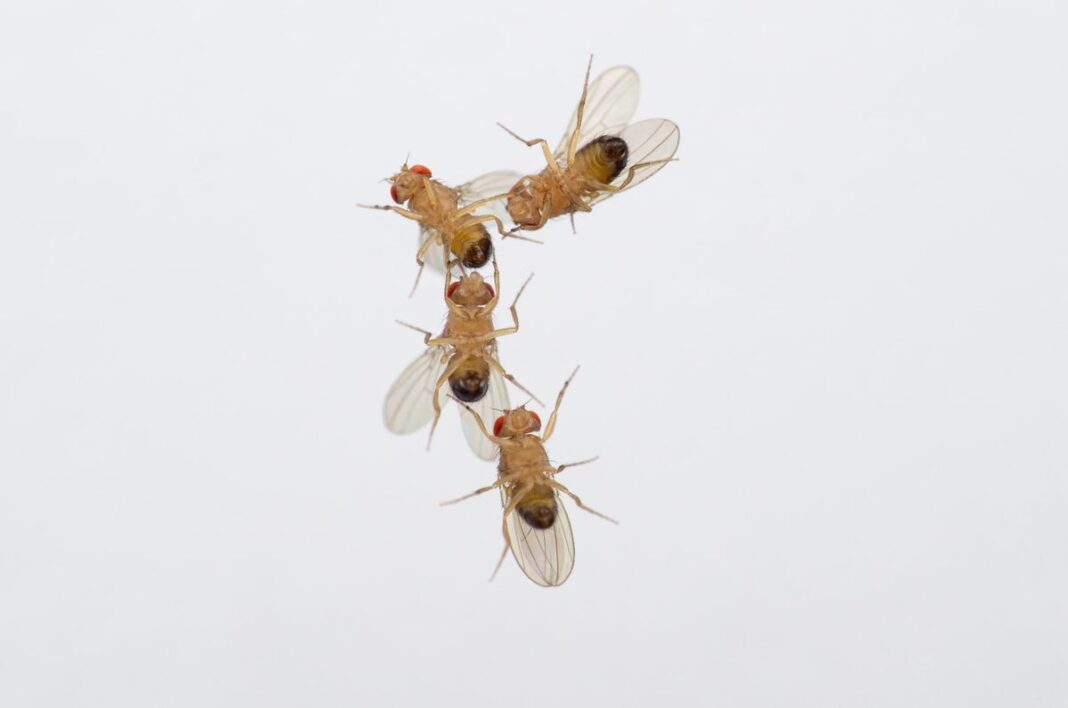 fruit-flies-are-struggling-to-recognise-different-sexes-because-of-ozone-pollution