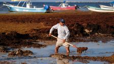 giant-seaweed-blob-takes-aim-at-florida,-mexico-beaches