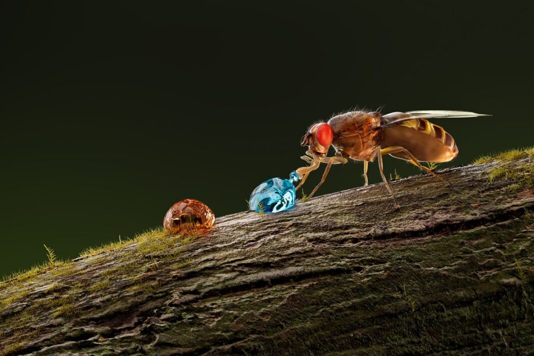 researchers-identify-a-new-taste-receptor-in-flies-for-alkaline-food
