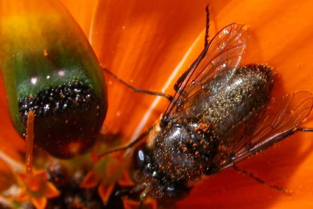 scientists-reveal-how-deceptive-daisy-creates-‘fake-lady-flies’-to-attract-males