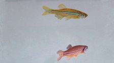 fish-can-sense-each-other’s-fear,-scientists-find