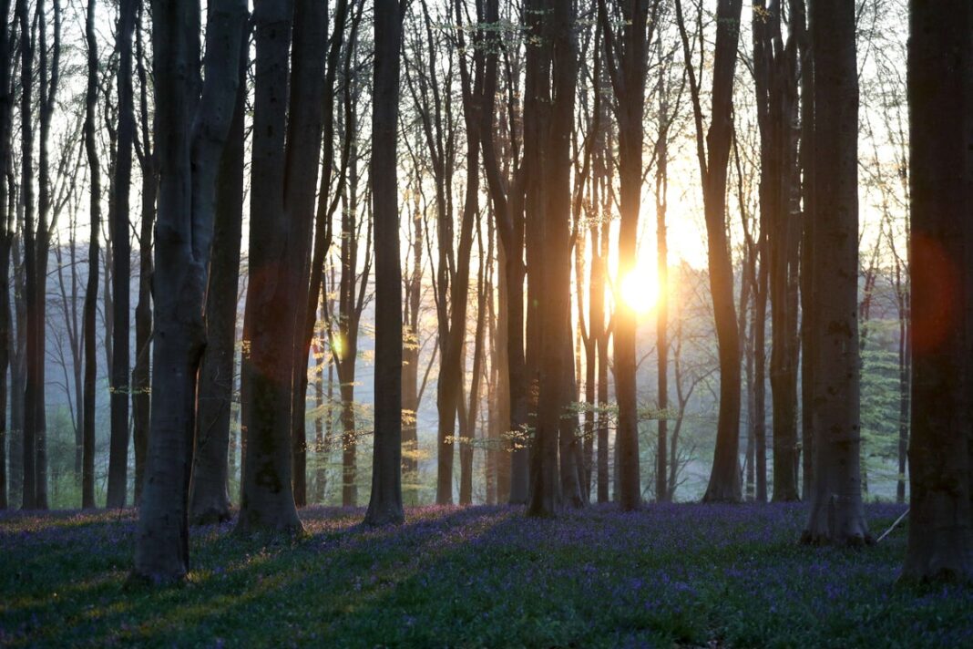 nature-favours-all-creatures-great-and-small-over-medium-sized,-study-suggests
