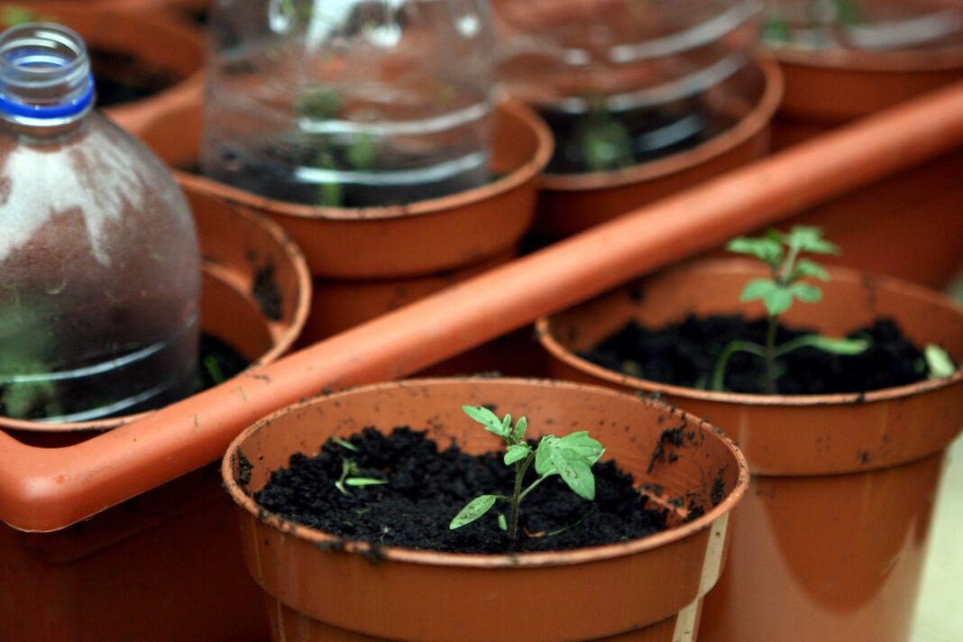 plants-make-popping-noises-when-stressed-–-scientists