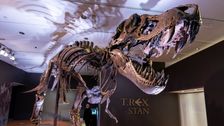 new-study-suggests-t.-rex-actually-had-scaly-lips