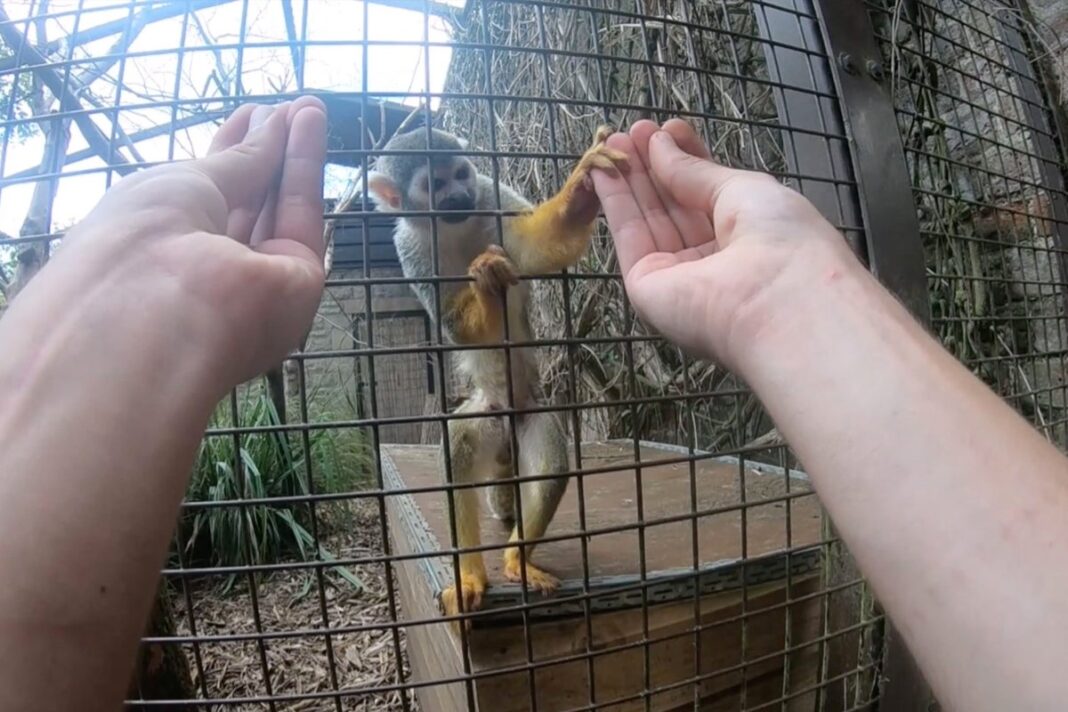 magic-trick-only-fools-monkeys-with-opposable-thumbs,-study-suggests