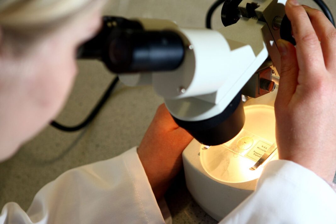scientists-create-embryo-like-structures-from-monkey-cells
