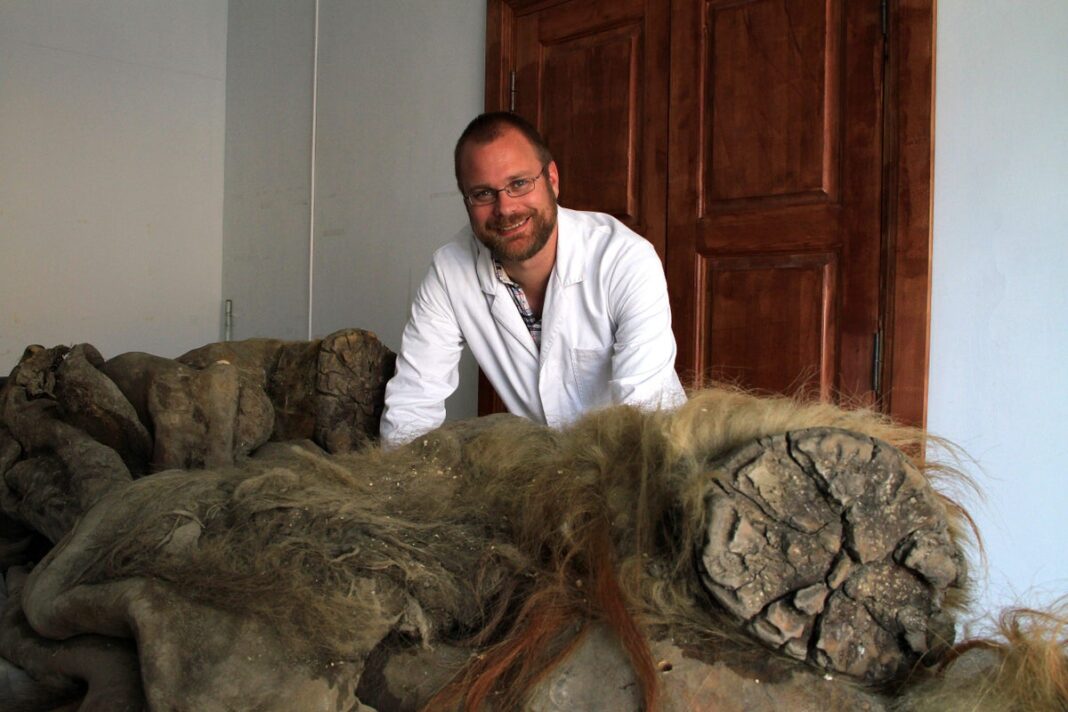 woolly-mammoths-‘evolved-smaller-ears-and-fluffier-coats-over-700,000-years’