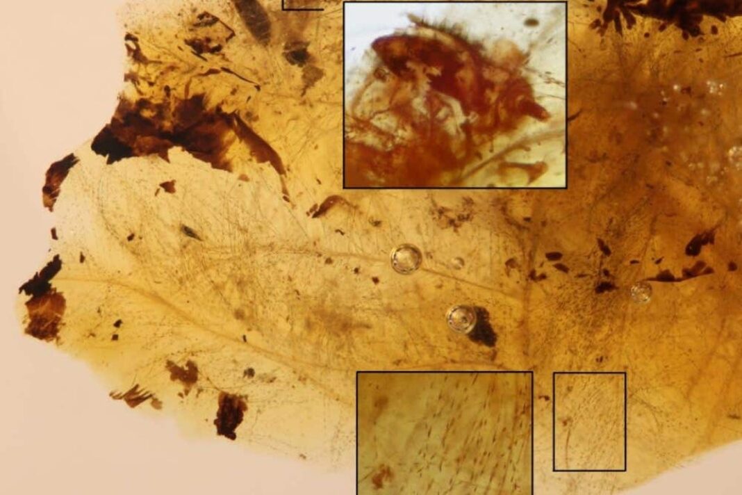 fossils-reveal-relationship-between-feathered-dinosaurs-and-beetles