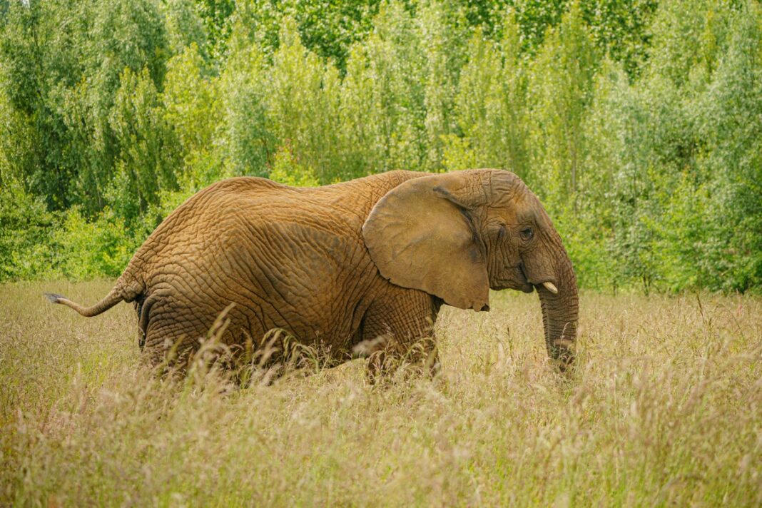 large-animals-travel-more-slowly-because-they-cannot-keep-cool-–-study