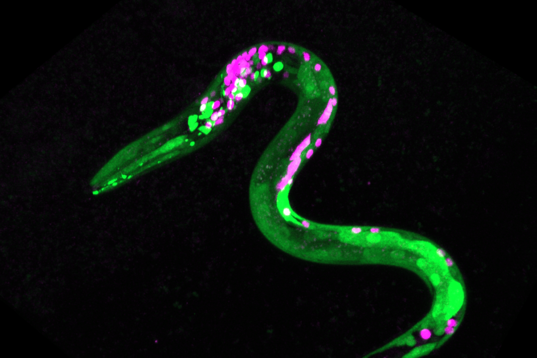 worms-get-the-munchies-after-having-cannabis-like-substance