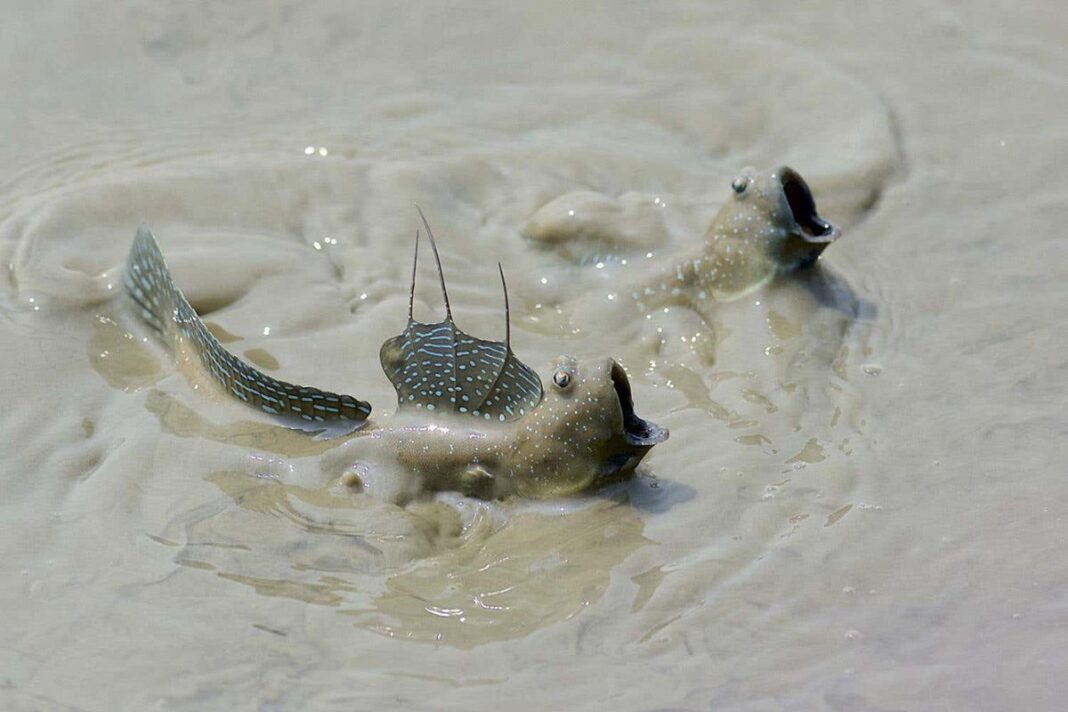 blinking-fish-provides-insights-into-how-life-first-evolved-on-land