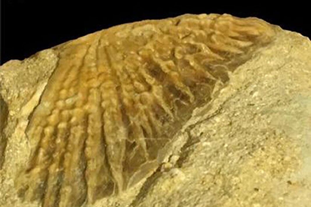 fossil-found-of-first-‘royal’-sturgeon-to-have-lived-in-africa