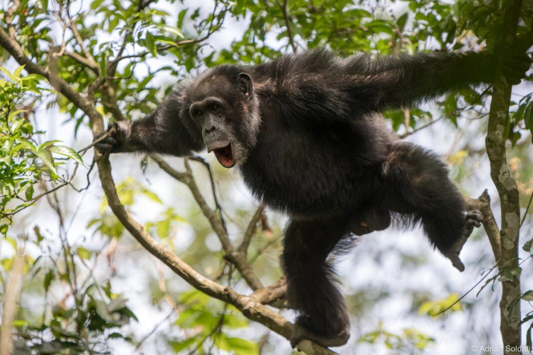 chimpanzees-can-combine-calls-to-communicate-new-meaning-–-study