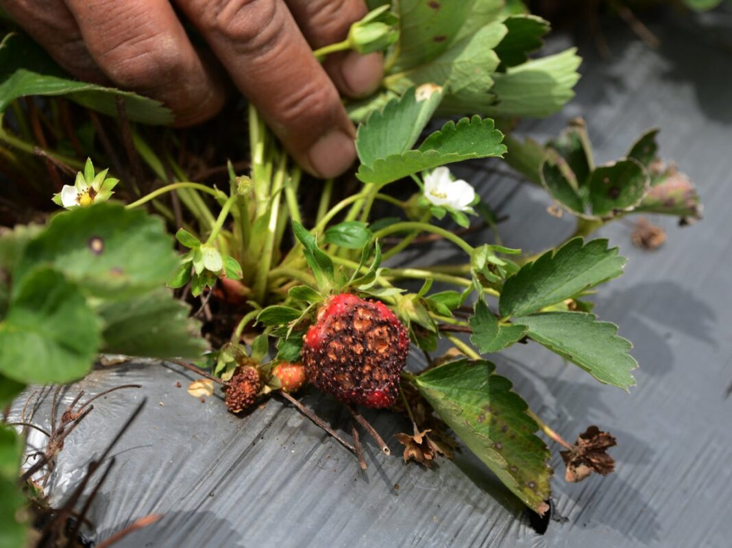warning-over-rapid-rise-in-fungal-attacks-posing-‘catastrophic’-threat-to-global-food-supply