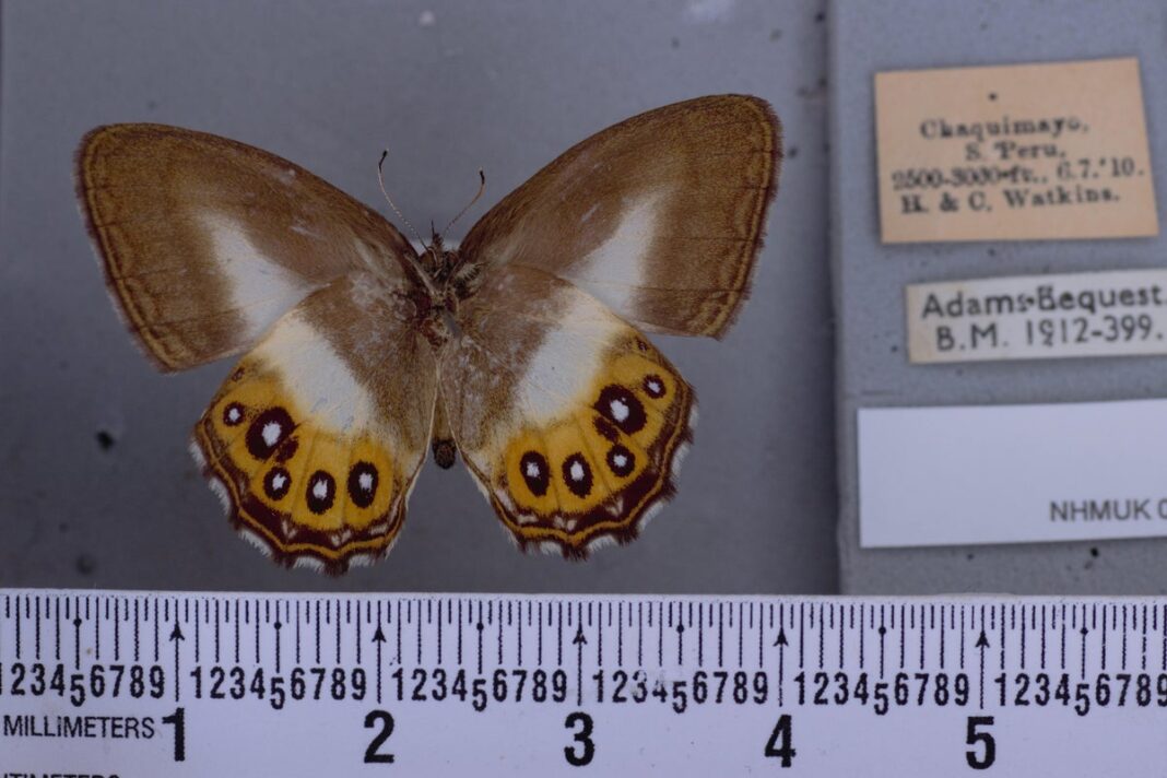 rare-butterflies-named-after-sauron-in-lord-of-the-rings