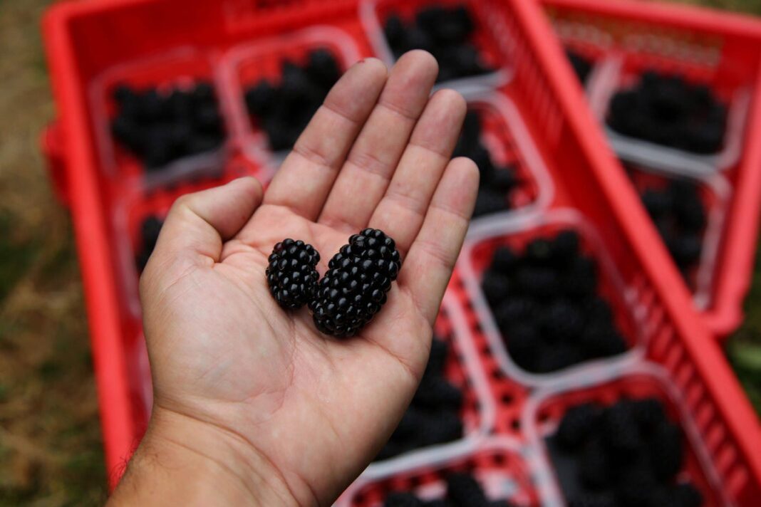 apples-and-blackberries-may-help-lower-chances-of-developing-frailty-–-study
