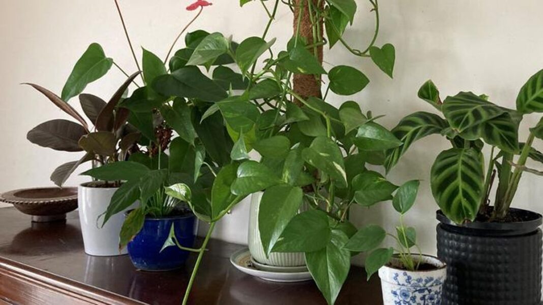 study-shows-just-how-much-toxic-air-office-plants-can-remove-in-a-single-work-day