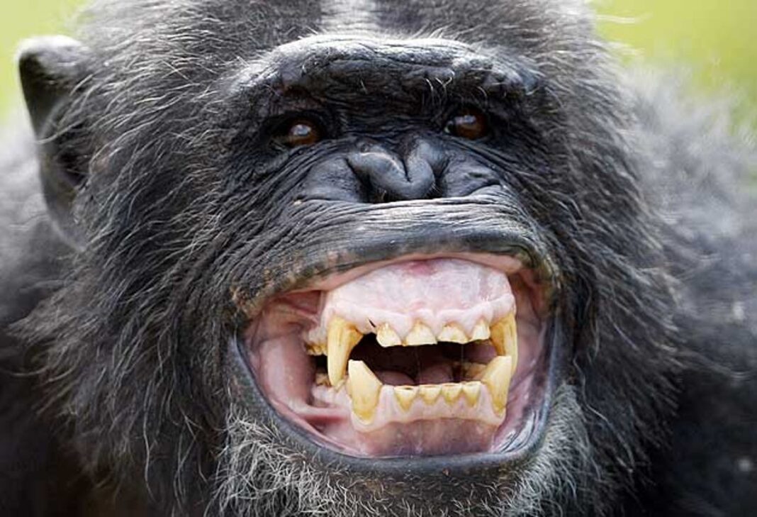 origins-of-masturbation-traced-to-primates-40-million-years-ago