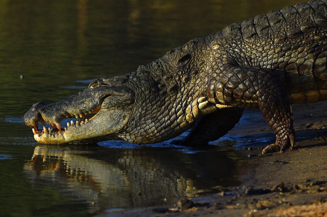 ‘virgin’-crocodile-found-to-have-made-herself-pregnant