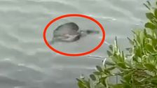 what-the-heck-is-that?!?-wildlife-officials-stumped-by-mystery-sea-creature.