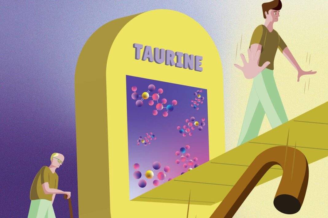 taurine-may-slow-ageing-process,-research-suggests