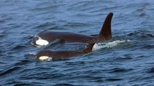 tour-group-witnesses-rare-sight:-20-killer-whales-spotted-off-san-francisco-coast