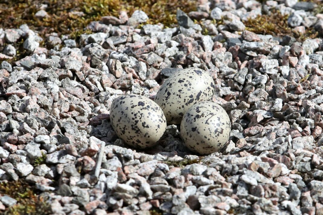 earliest-reptiles-and-birds-may-have-given-birth-to-live-young,-study-suggests