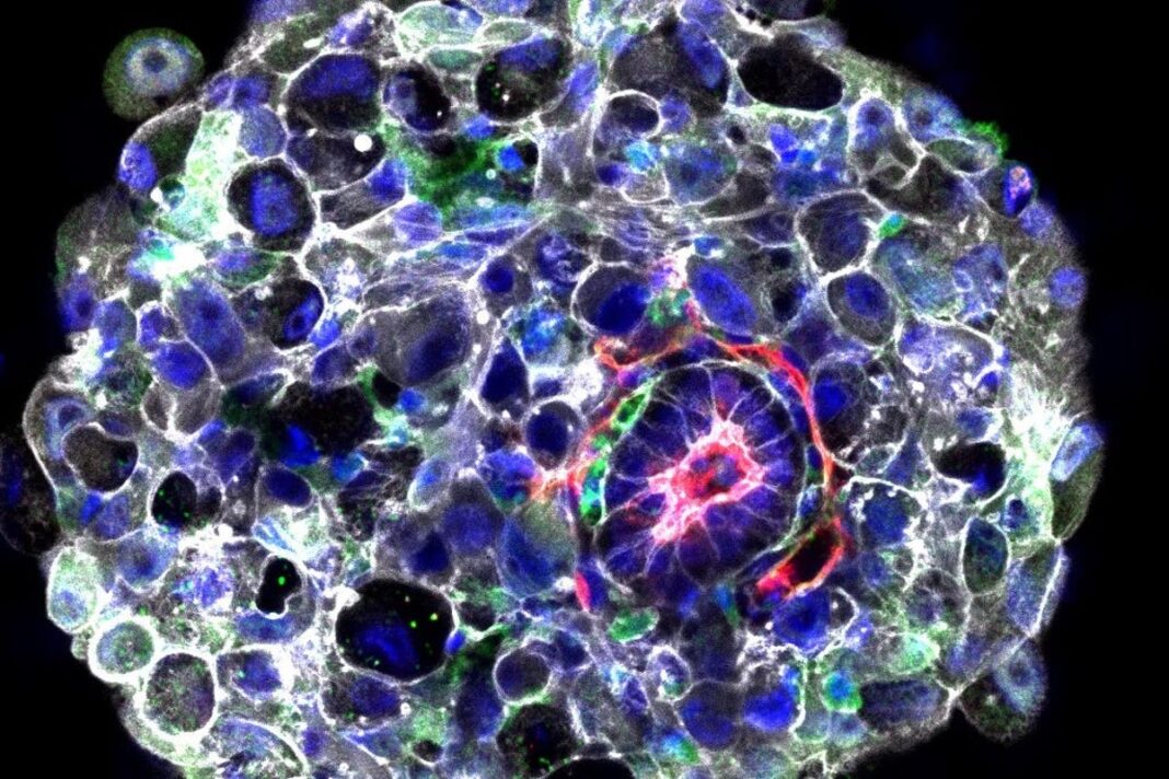 scientists-create-synthetic-human-embryos-without-need-for-egg-or-sperm