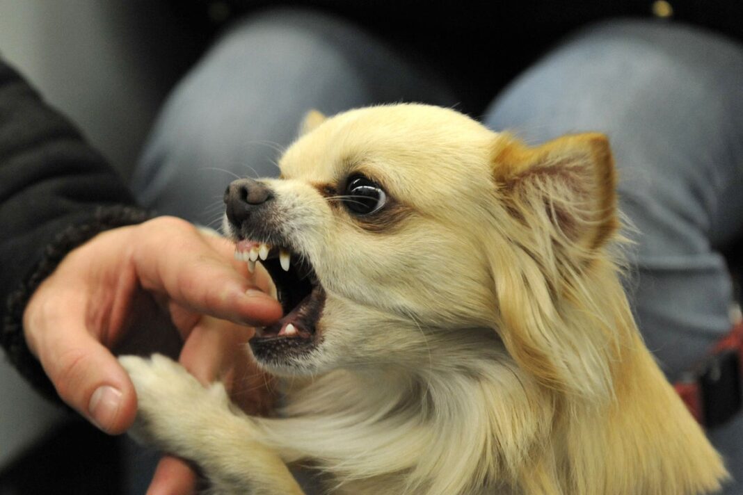 dog-bites-may-be-more-common-on-hot-and-polluted-days,-study-suggests