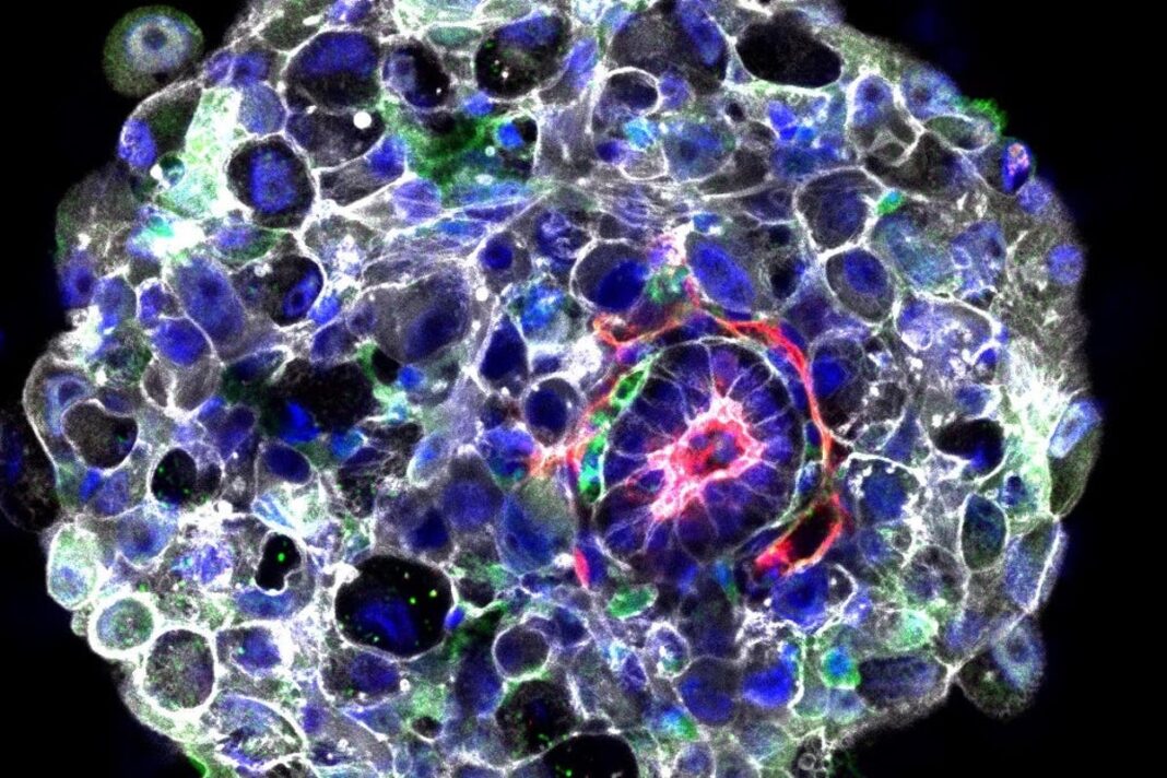 ‘synthetic’-human-embryos-created-without-eggs-or-sperm